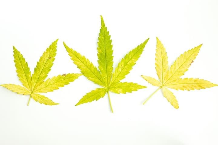 nutrient deficiency yellow leaves