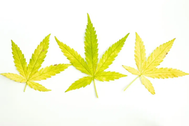 nutrient deficiency yellow leaves