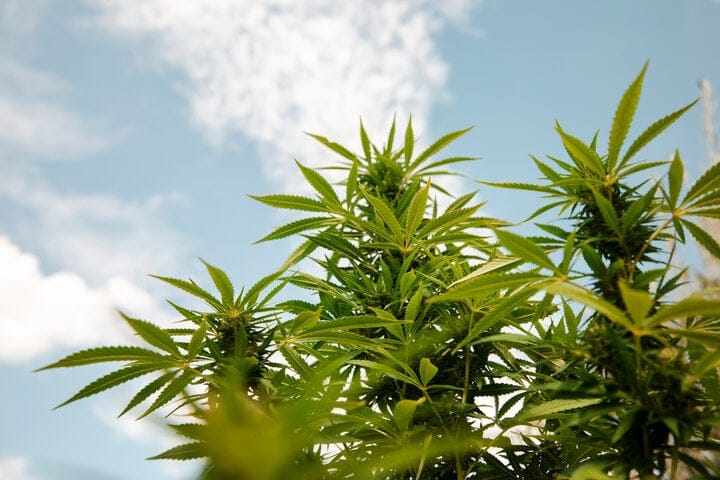 grow autoflowers outside