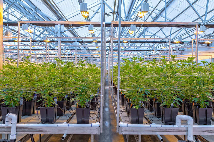 what is cannabis phenohunting?