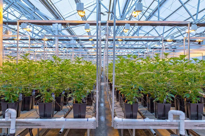 what is cannabis phenohunting?
