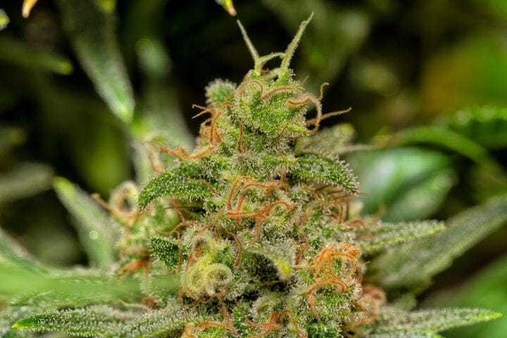 cannabis pistils indicate readiness