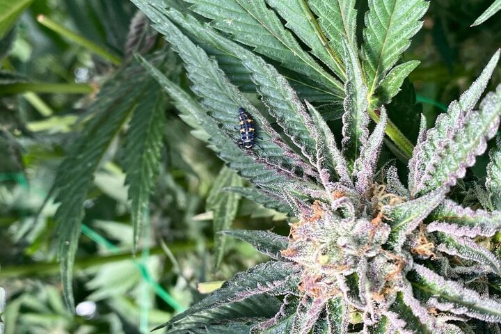 what does sound mean for your weed?