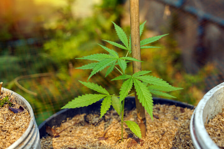 how to feed autoflower in coco