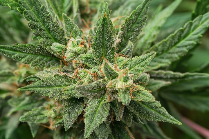 what is the flowering stage of cannabis