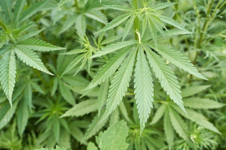 how to tell if you've defoliated too much