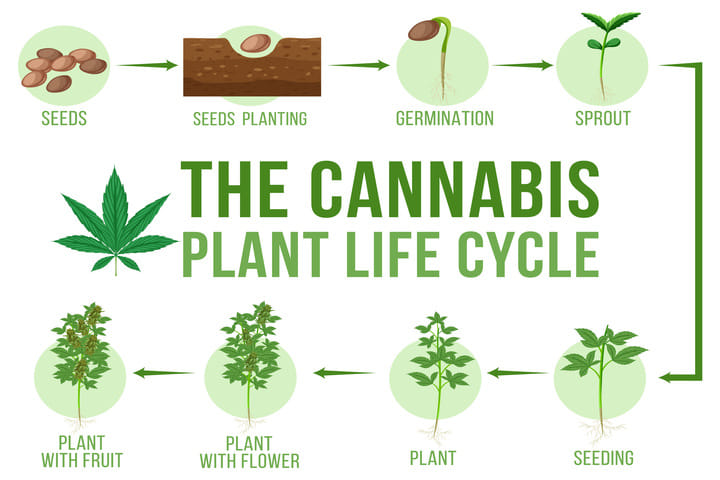 cannabis plant lifecycle