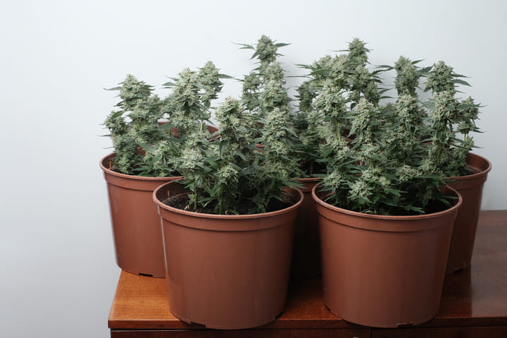 cannabis plant pots indoor cannabis