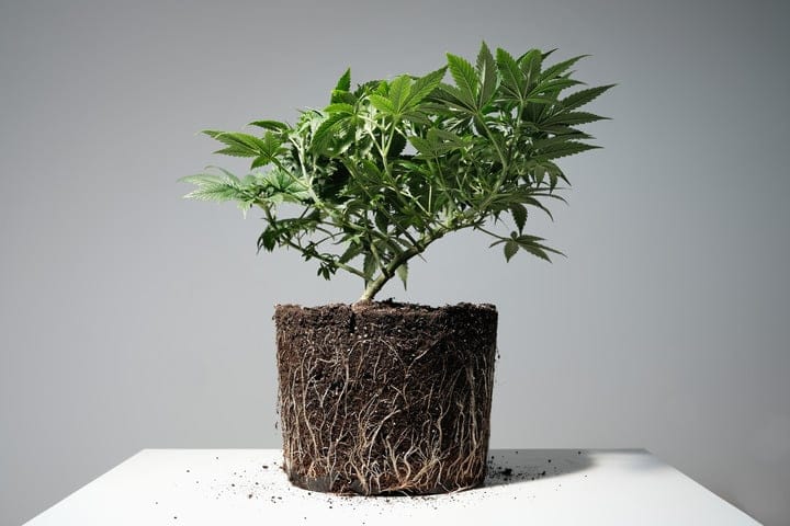 does soil temperature affect cannabis root growth