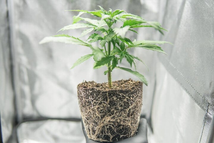 the importance of the cannabis root zone