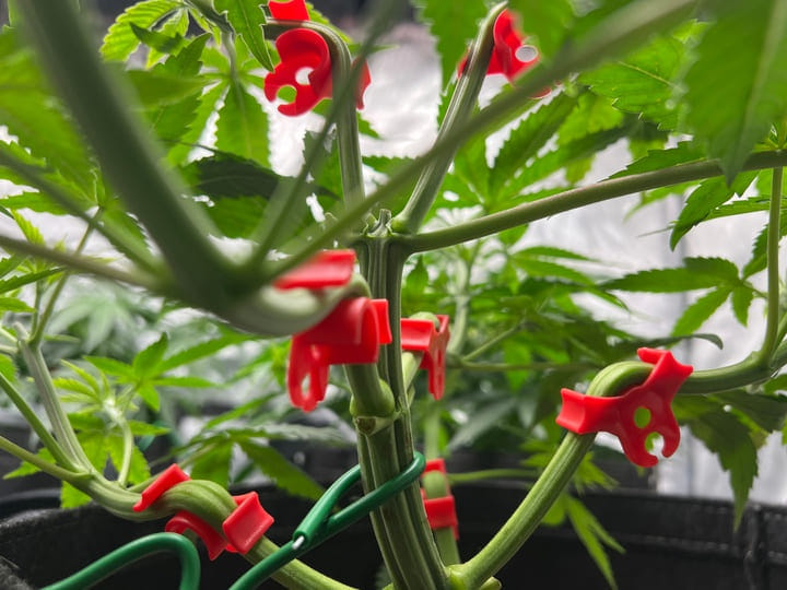 indoor cannabis growing tips