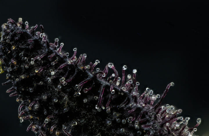 what are cannabis trichomes