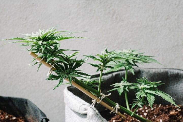 is training cannabis plants necessary