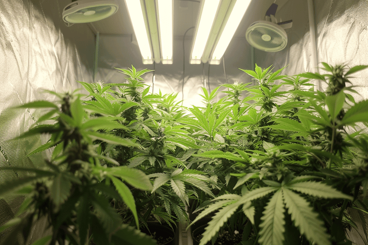 should i put fans in my cannabis tent