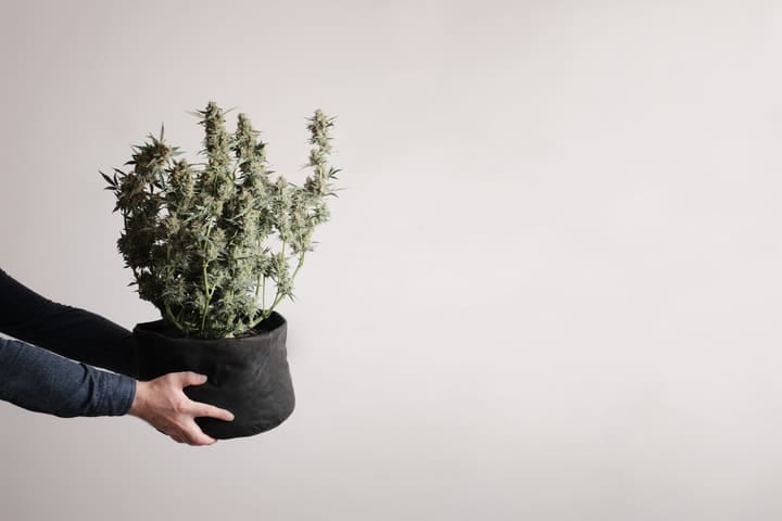 how to choose a pot for your small indoor grow