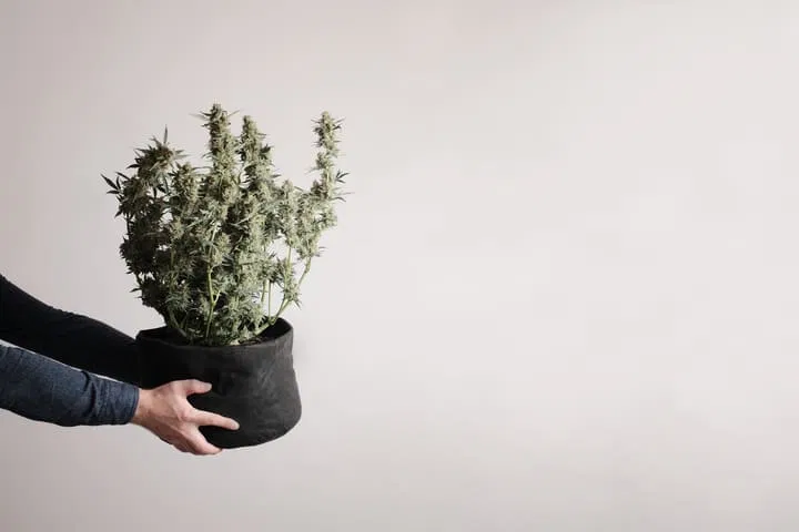 how to choose a pot for your small indoor grow