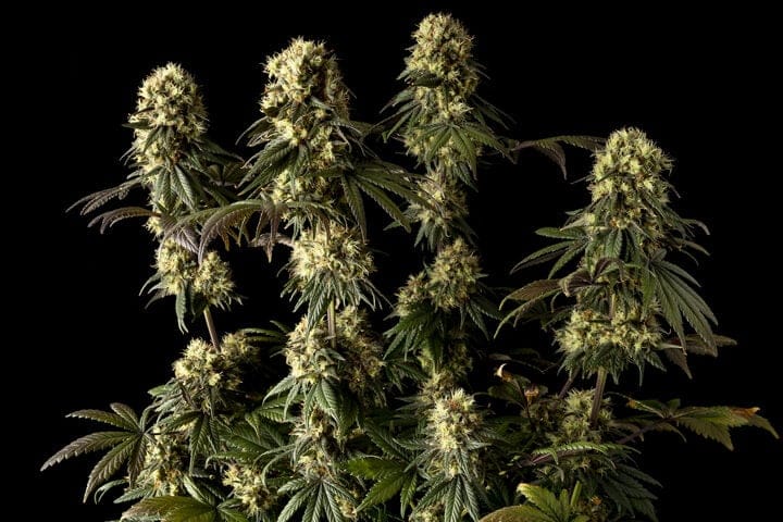 cannabis in late flowering