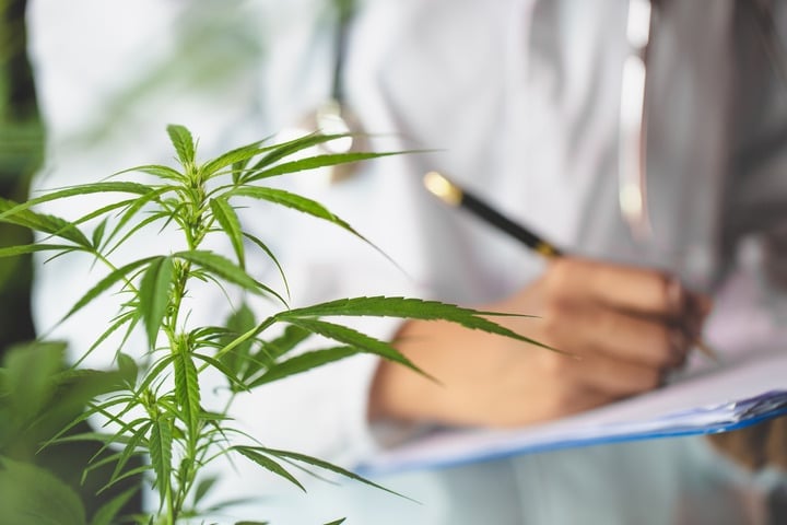 cannabis genetics research