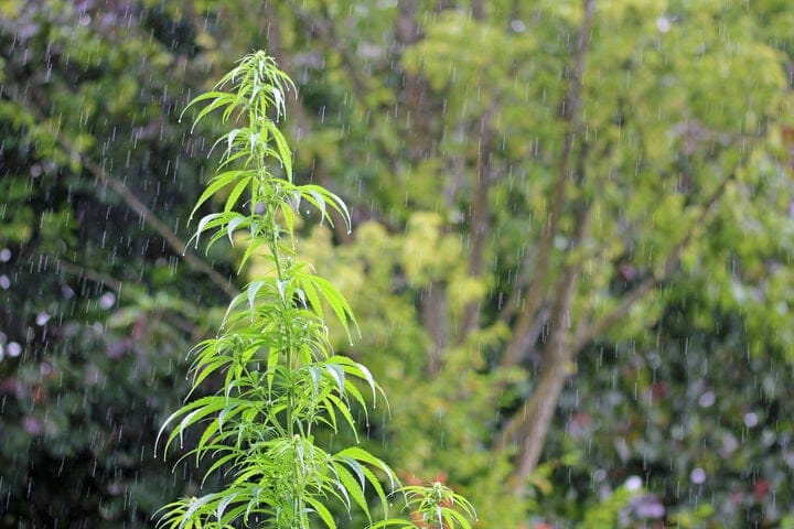 Cannabis Ruderalis