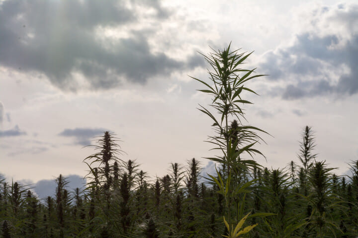 cannabis sativa takes longer to grow