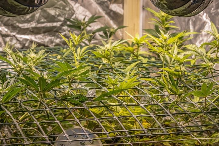 cannabis screen of green (scrog)