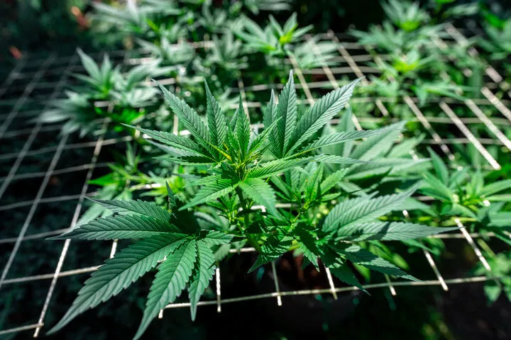scrog netting best outdoor grow setup