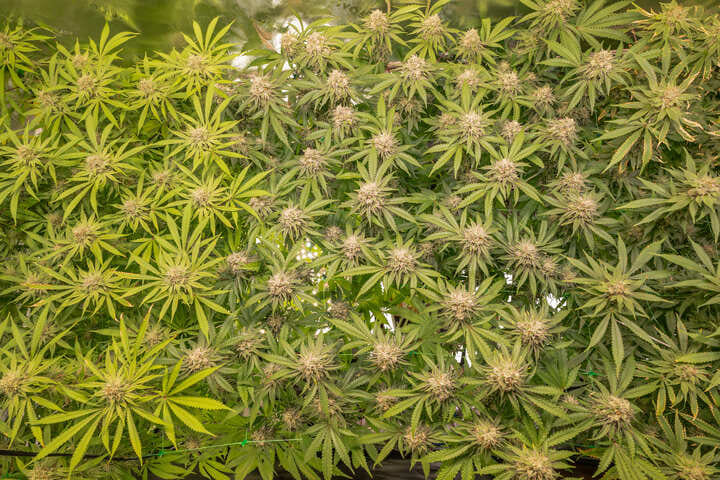 why growers choose sea of green