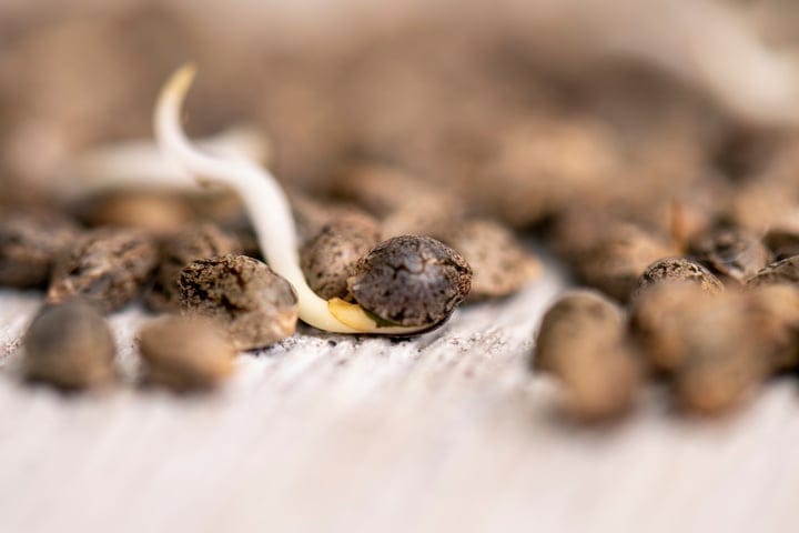 start by germinating your seeds