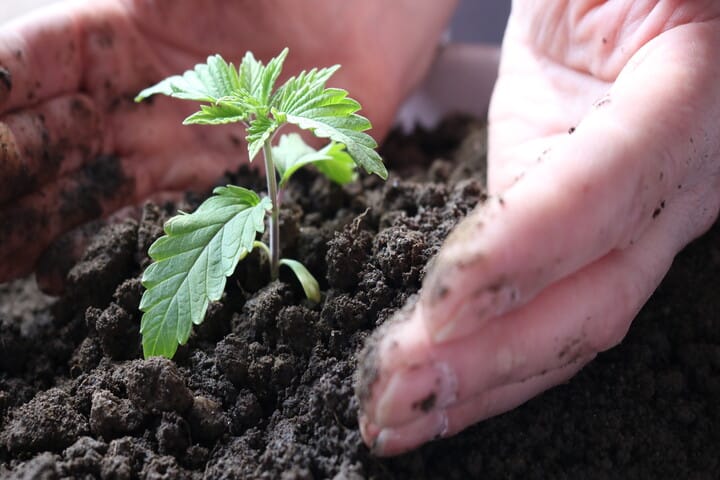 treat plants with care during seedling stage
