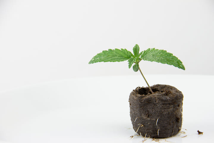 what happens during the seedling stage of cannabis