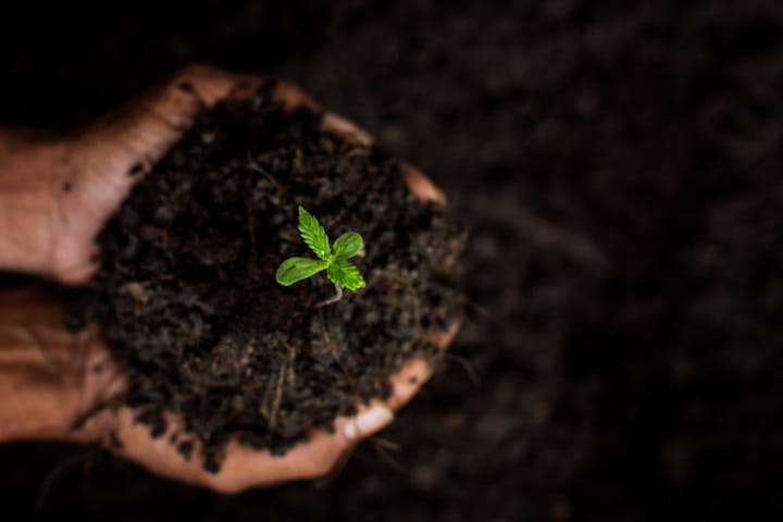 what is the seedling stage