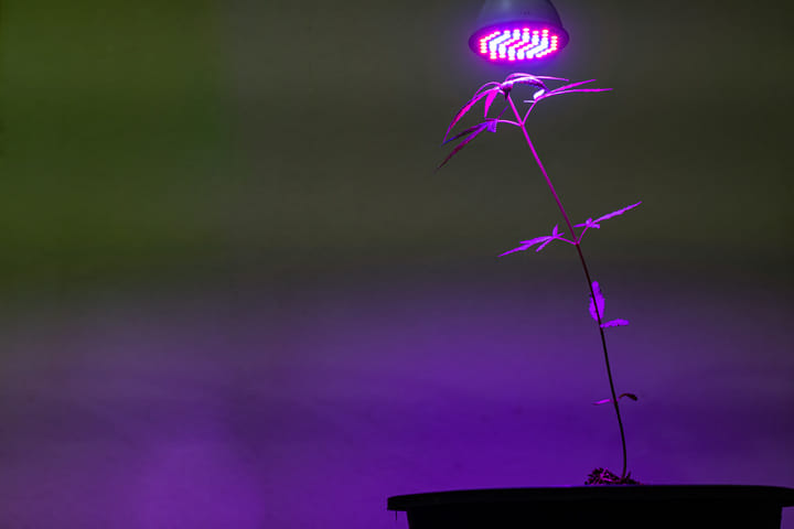 how much light for cannabis seedling?