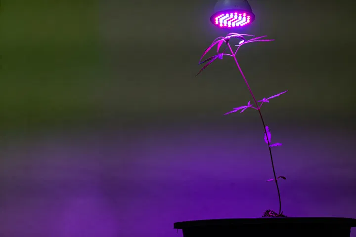 how much light for cannabis seedling?
