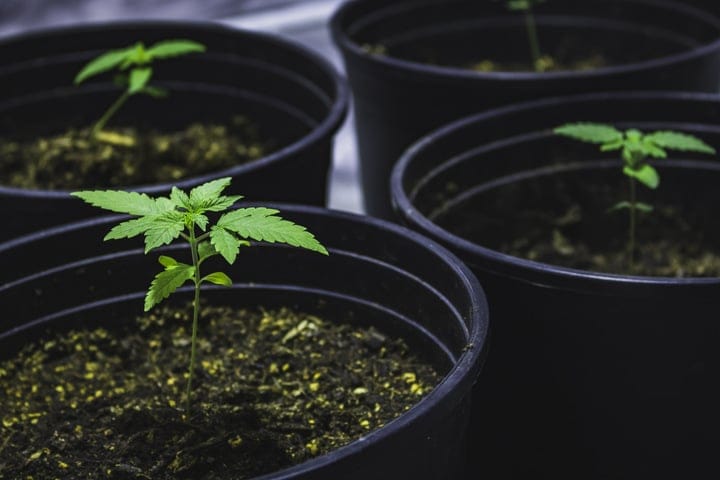 how much to water seedlings