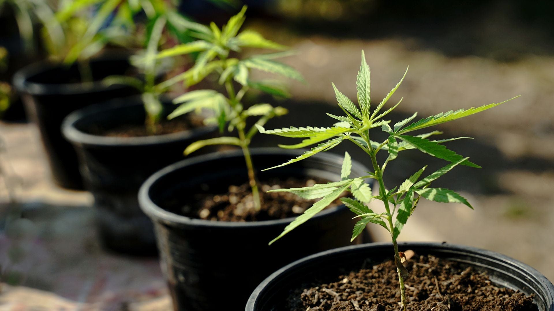 Choose the right sized pots