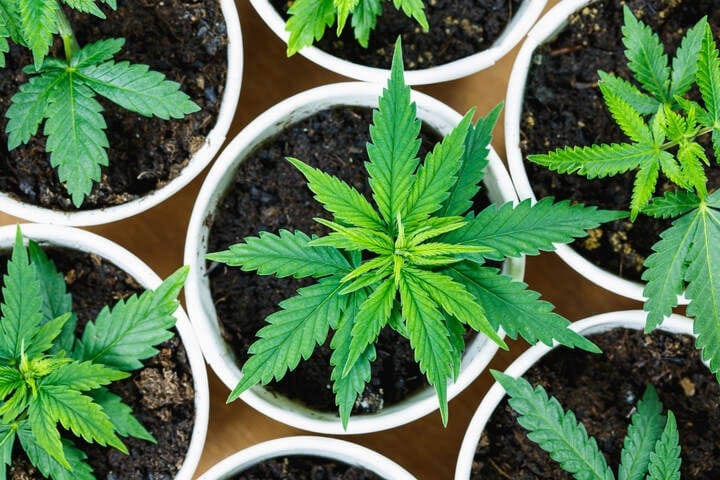 ideal pH for cannabis in soil