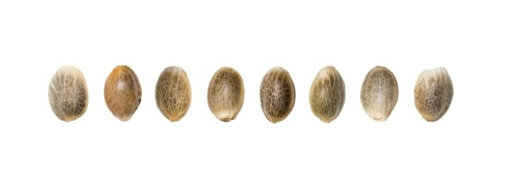 difference between male and female cannabis seeds