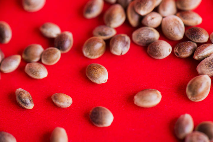 Cannabis Seeds and Genetics