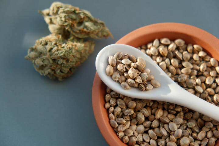 choosing cannabis seeds