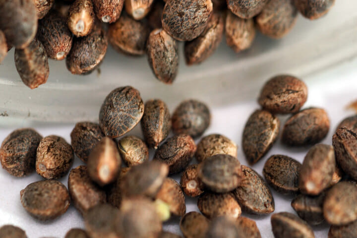 are cannabis seeds legal in South Africa