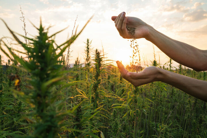 cannabis seeds in sunlight