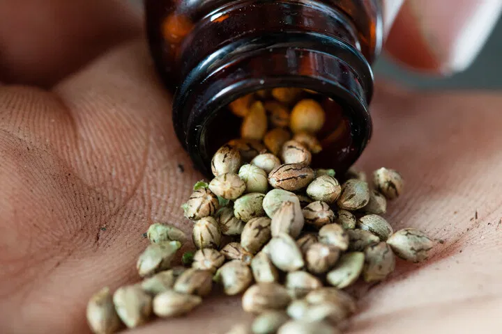cannabis seeds and jar