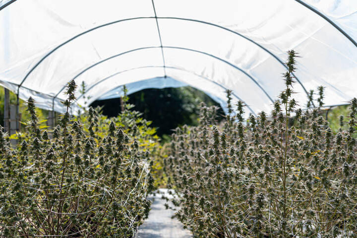 cannabis shelter weather protection
