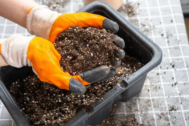 chooing the right soil for cannabis seedling