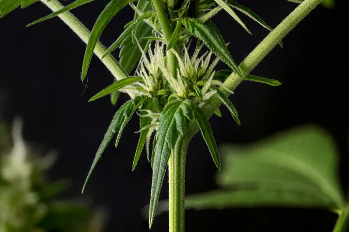flavonoids appear on cannabis stems
