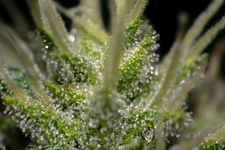cannabis trichomes