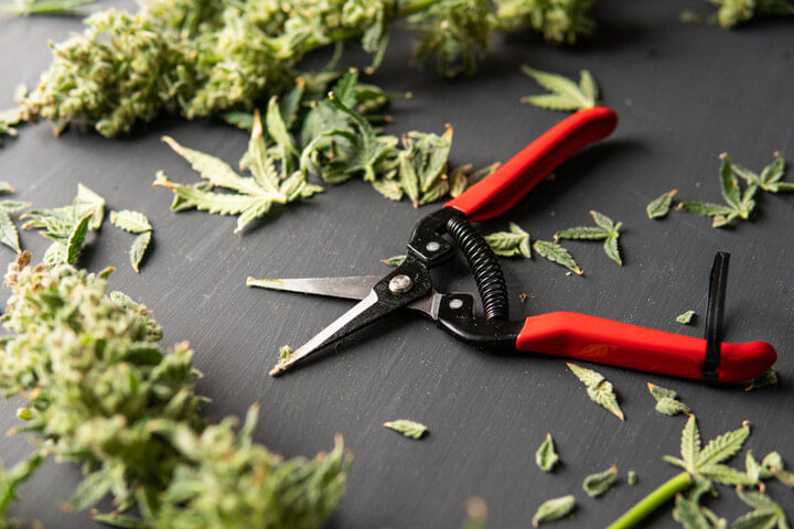 can you use cannabis trimmings?