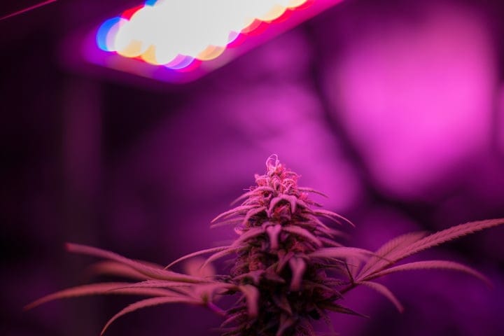 light matters for height management