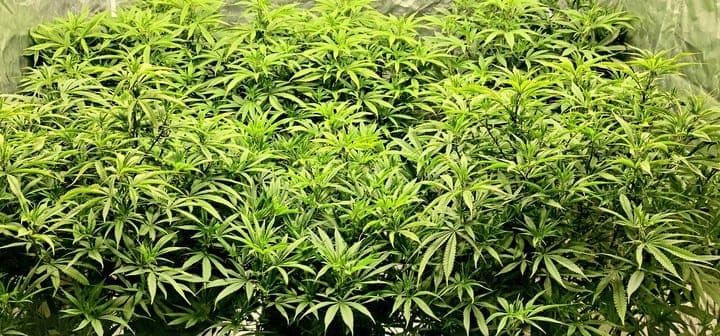 how long does the vegetative stage take?