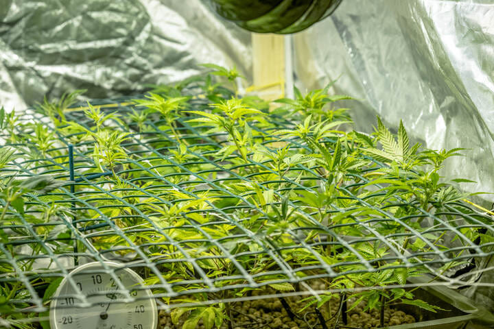 what temperature for vegging cannabis